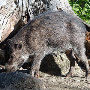 Negros Visayan warty pig (Sus cebifrons negrinus), 2022-08-07