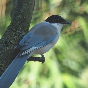 Asian azure-winged magpie (Cyanopica cyanus), 2022-08-07