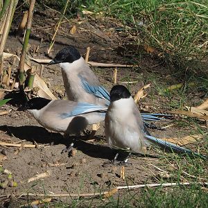 Asian azure-winged magpies (Cyanopica cyanus), 2022-08-07