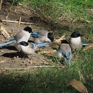 Asian azure-winged magpies (Cyanopica cyanus), 2022-08-07