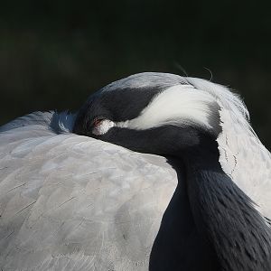 Demoiselle crane (Anthropoides virgo), 2022-08-07