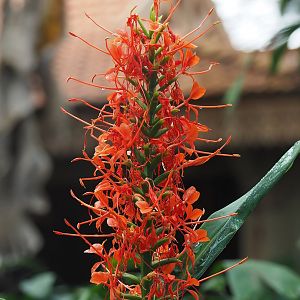 Orange gingerlily (Hedychium coccineum) inflorescence, 2022-08-07