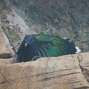 Nicobar pigeon (Caloenas nicobarica), 2022-08-07