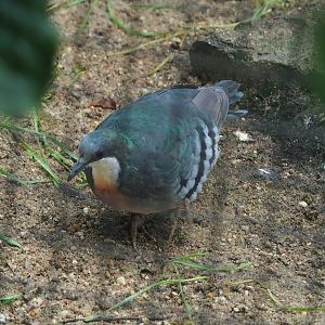 Luzon bleeding heart pigeon (Gallicolumba luzonica), 2022-08-07