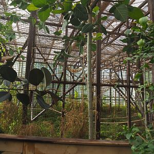 Indoor exhibit for two older female and a young male Sumatran orangutan, 2022-08-07