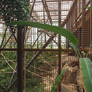 Indoor exhibit for two older female and a young male Sumatran orangutan, 2022-08-07
