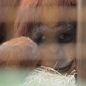 Sumatran orangutan (Pongo abelii), 2022-08-07