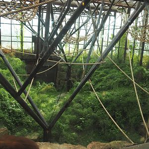 Indoor exhibit for two older female and a young male Sumatran orangutan, 2022-08-07