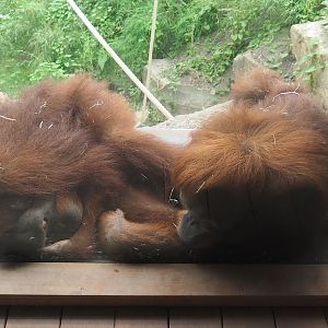 Sumatran orangutans (Pongo abelii), 2022-08-07