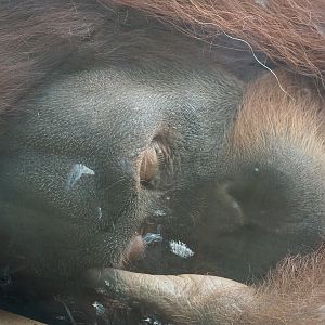 Sumatran orangutan (Pongo abelii), 2022-08-07