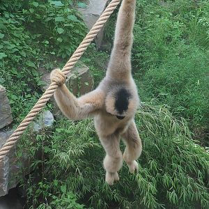 Northern white-cheeked gibbon (Nomascus leucogenys), 2022-08-07