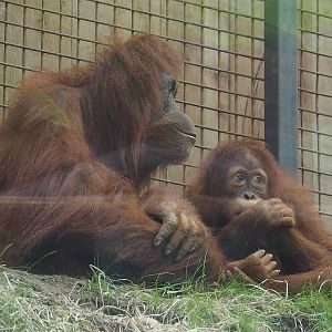 Sumatran orangutans (Pongo abelii) Kila and Ombak, 2022-08-07