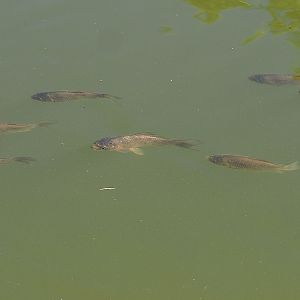 Juvenile carp in pond near restaurant, 2022-08-07