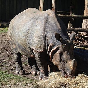 Indian rhinoceros (Rhinoceros unicornis) Gujarat, 2022-08-07