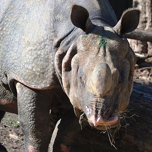 Indian rhinoceros (Rhinoceros unicornis) Gujarat, 2022-08-07