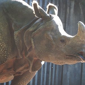 Indian rhinoceros (Rhinoceros unicornis) Karamat, 2022-08-07