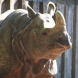 Indian rhinoceros (Rhinoceros unicornis) Karamat, 2022-08-07