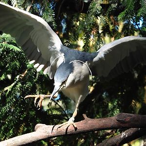 Black-crowned night heron (Nycticorax nycticorax nycticorax), 2022-08-07