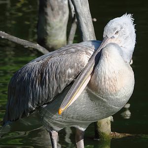 Dalmatian pelican (Pelecanus crispus), 2022-08-07