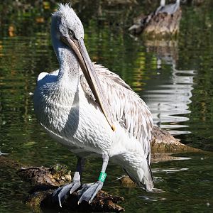 Dalmatian pelican (Pelecanus crispus), 2022-08-07