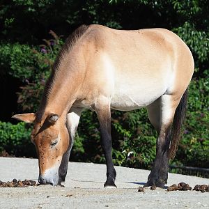 Przewalski's horse (Equus ferus przewalskii), 2022-08-07