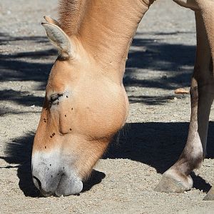 Przewalski's horse (Equus ferus przewalskii), 2022-08-07
