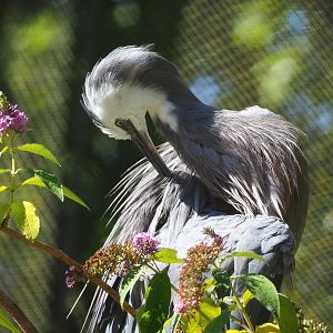 White-faced heron (Egretta novaehollandiae), 2022-08-07