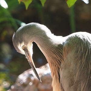 White-faced heron (Egretta novaehollandiae), 2022-08-07