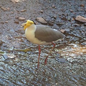 Masked lapwing (Vanellus miles), 2022-08-07