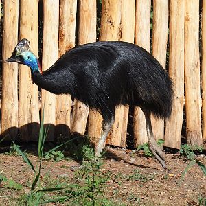 Double-wattled cassowary (Casuarius casuarius), 2022-08-07