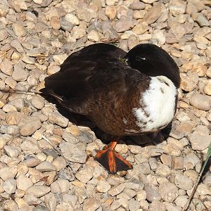 Wild/Feral Mallard - Domestic duck hybrid (Anas platyrhynchos), 2022-08-07