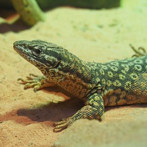 Spiny-tailed monitor (Varanus acanthurus), 2022-08-07