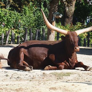 Ankole-Watusi cattle (Bos taurus X B. indicus), 2022-08-07
