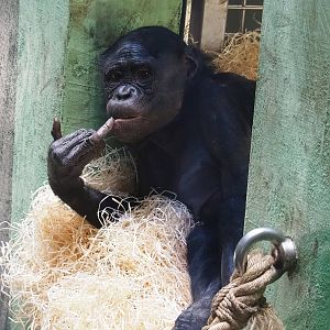 Bonobo (Pan paniscus), 2022-08-07