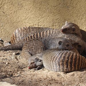 Banded mongooses (Mungos mungo), 2022-08-07