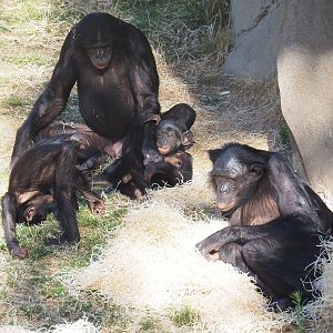 Bonobos (Pan paniscus), 2022-08-07