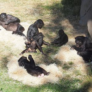 Bonobos (Pan paniscus), 2022-08-07