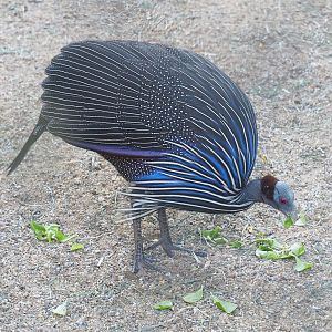 Vulturine guineafowl (Acryllium vulturinum), 2022-08-07
