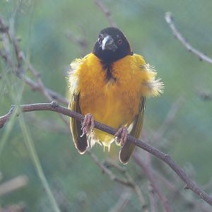 Village weaver (Ploceus cucullatus), 2022-08-07