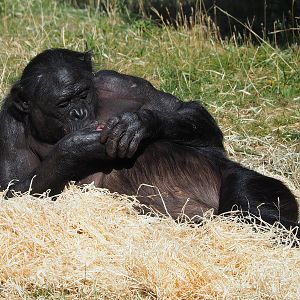 Bonobo (Pan paniscus), 2022-08-07