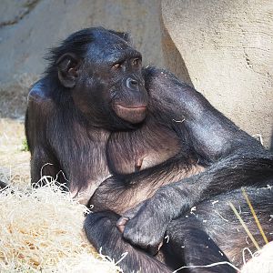 Bonobo (Pan paniscus), 2022-08-07