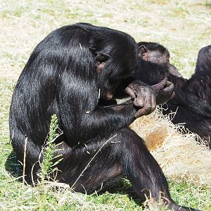 Bonobo (Pan paniscus), 2022-08-07