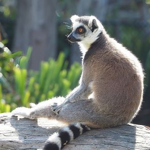 Ring-tailed lemur (Lemur catta), 2022-08-07