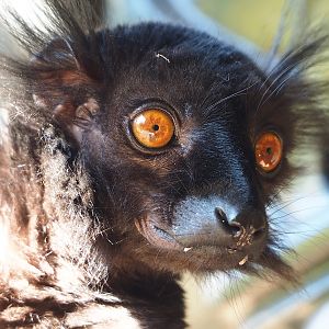 Black lemur (Eulemur macaco), 2022-08-07