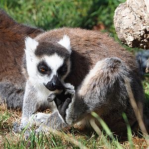 Ring-tailed lemur (Lemur catta), 2022-08-07