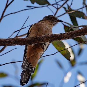 Fan-tailed Cuckoo