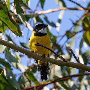 Golden Whistler
