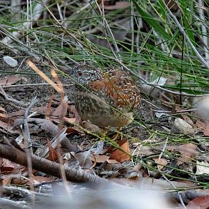 Painted Buttonquail
