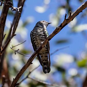 Shining Bronze Cuckoo