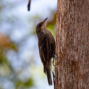 White-throated Treecreeper